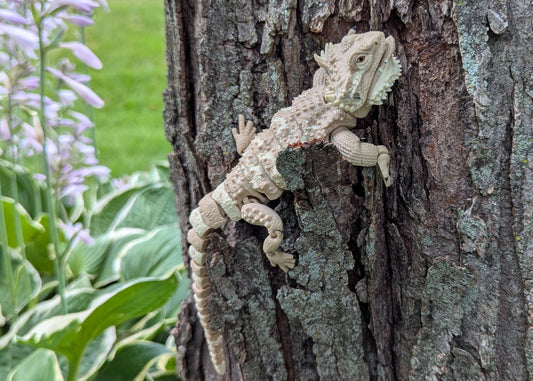 Bearded Dragon