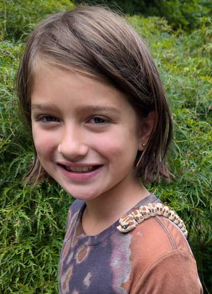 Axanthic Hognose Snake, Baby