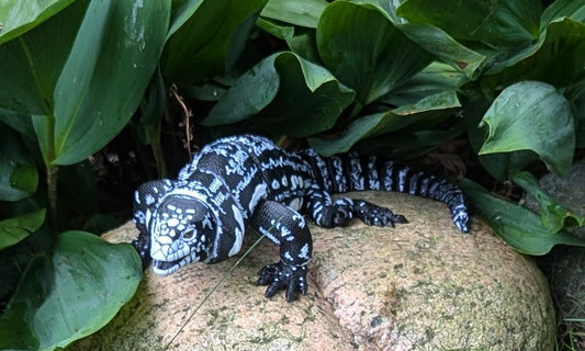 Argentine Tegu, Black and White