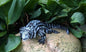 Argentine Tegu, Black and White
