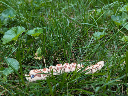 Axanthic Hognose Snake, Baby