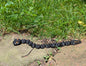 Pumpkin Snake, Black, Small