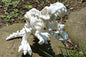 T-Rex Baby Skeleton White