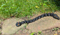 Pumpkin Snake, Black, Medium